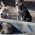 Χρηματοδότηση των δήμων για καταφύγια αδέσποτων ζώων συντροφιάς