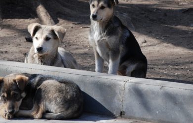 Χρηματοδότηση των δήμων για καταφύγια αδέσποτων ζώων συντροφιάς